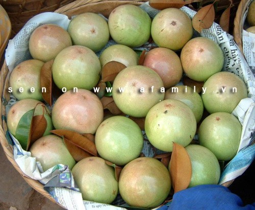 CÂY GIỐNG Vú sữa Lò Rèn
