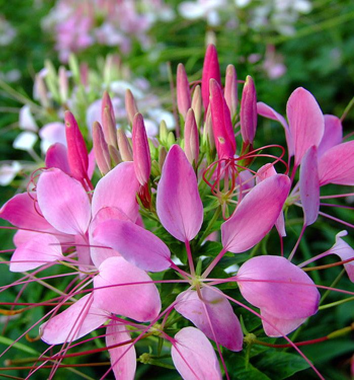 Hạt giống hoa Hồng Ri (Túy Điệp) Mix (Cleome) - gói 100 hạt