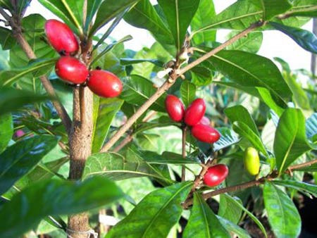 Cây giống Cây Thần Kỳ - CayGiongTot