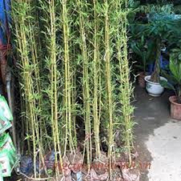 BỤI TRÚC QUÂN TỬ