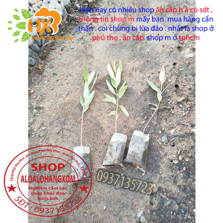 combo 50 cây bạch đàn cây giống
