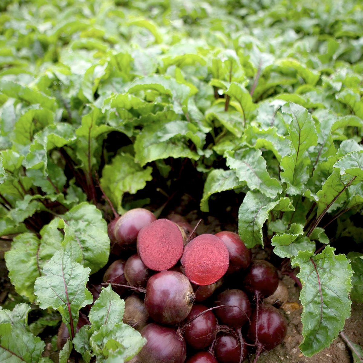Bột Củ Dền Dalat Farm - Túi 250Gr