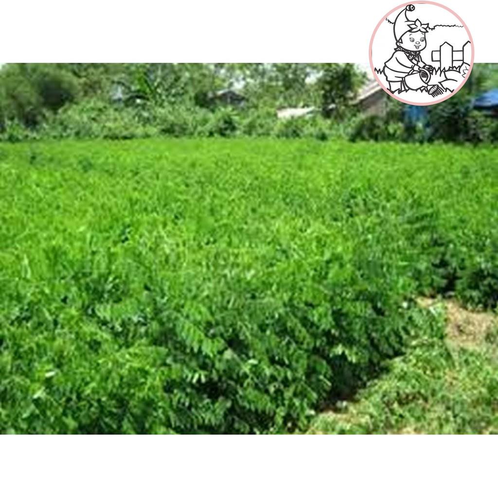 HẠT RAU BỒ NGÓT - GÓI 1 GRAM