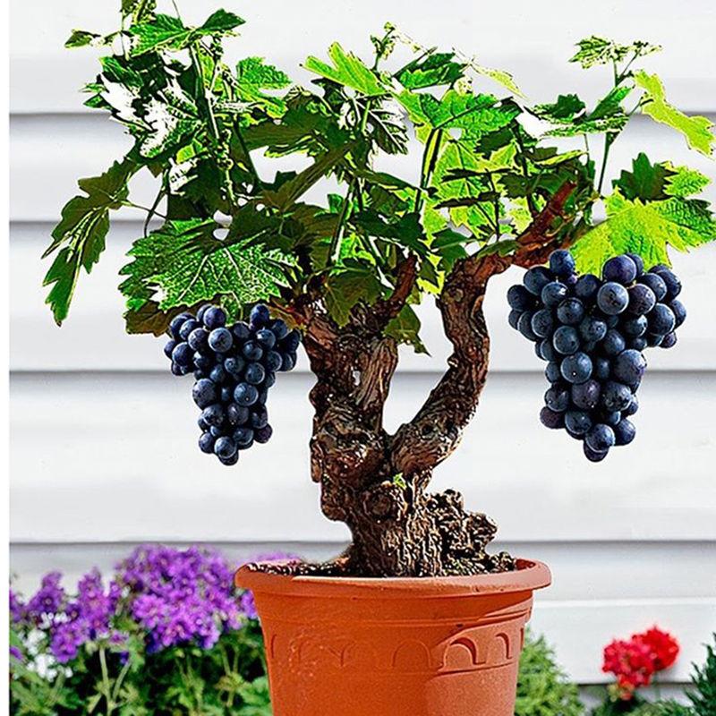 Dwarf grape seeds - Sale Off