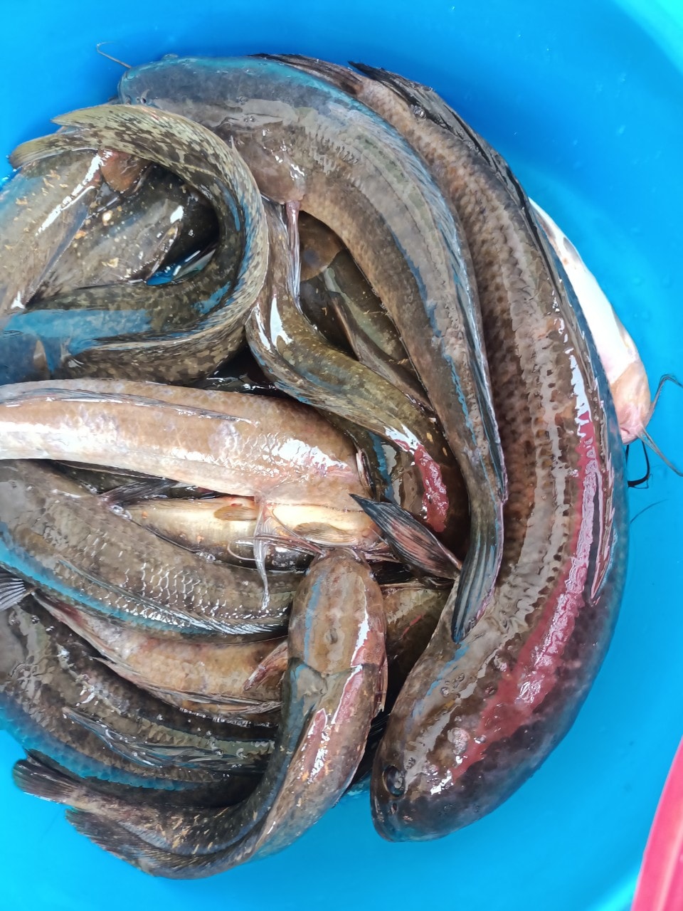[CHÀI CÁ] CHÀI DÙ TRẮNG - CHÂN XÍCH LỖ ( 3 KG - 3.4 KG)