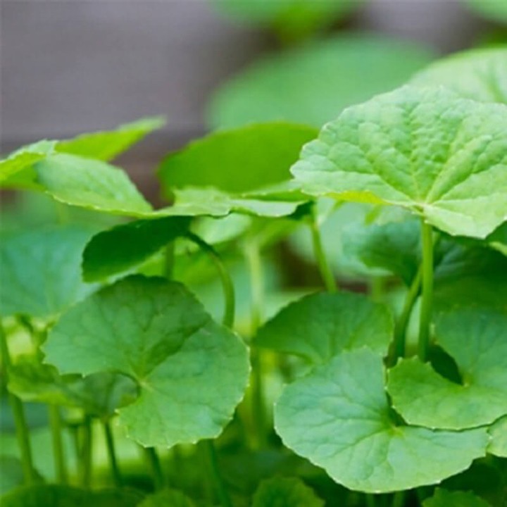 Hạt Giống Rau Má 58 Phú Nông - 2g