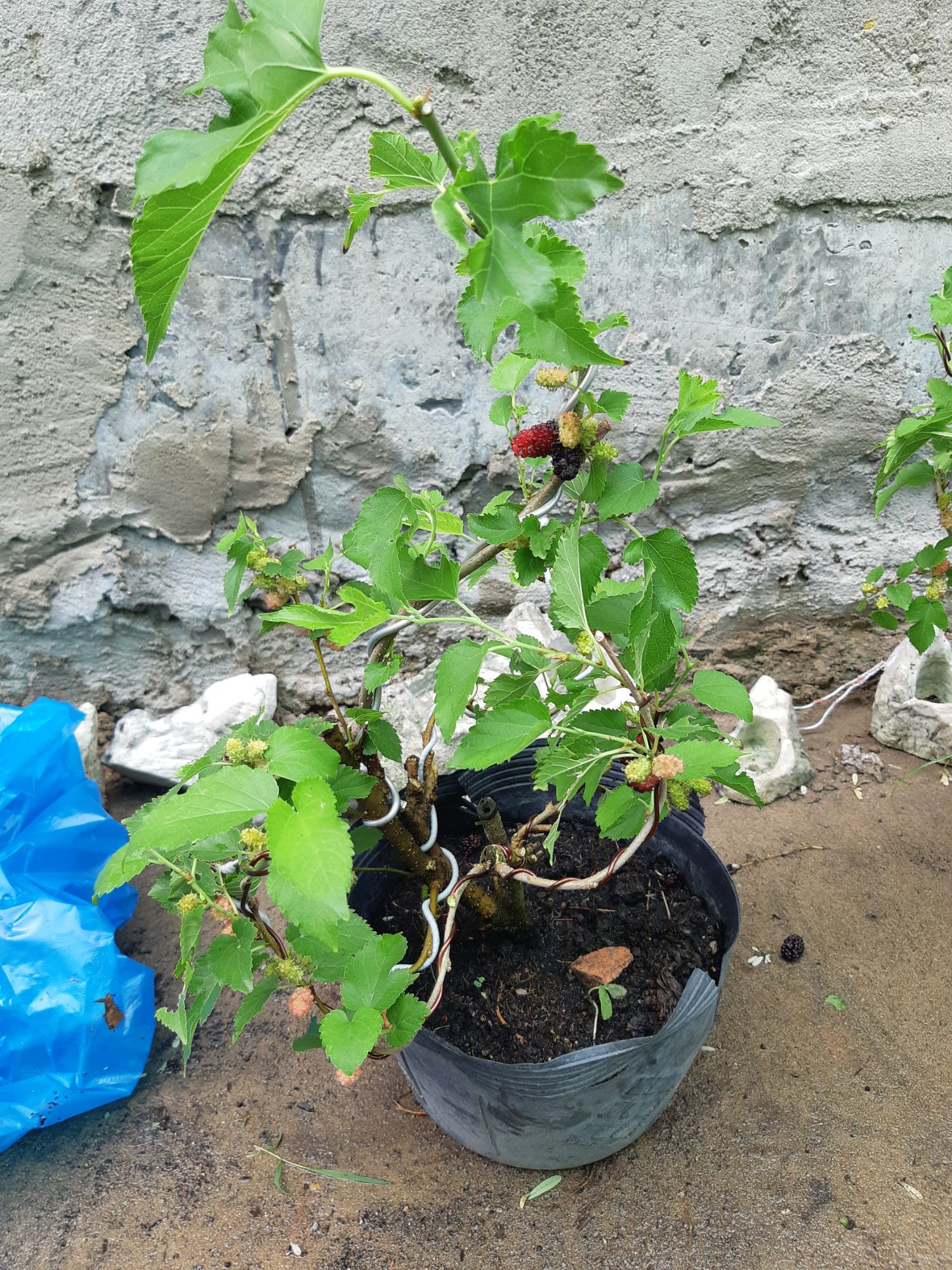 cây dâu tằm bonsai mini