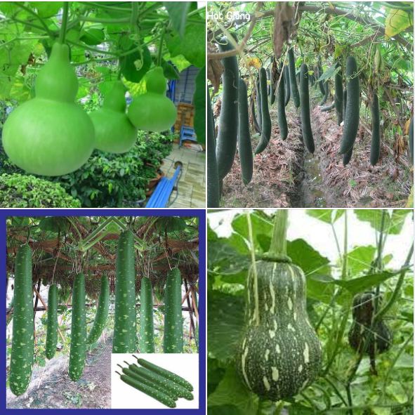 Combo 4 gói hạt giống bầu bí- ( bí hạt đậu +  bầu hồ lô + bí xanh dài + bầu sao )