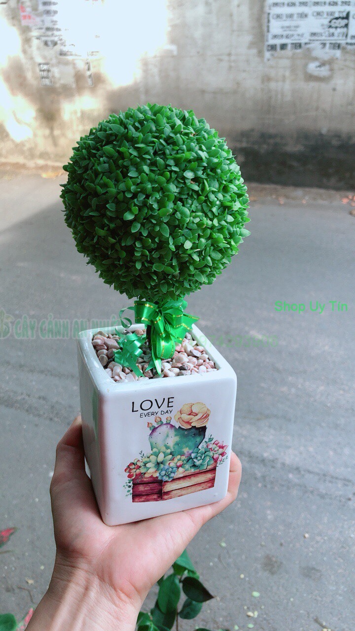 Chậu cây may mắn