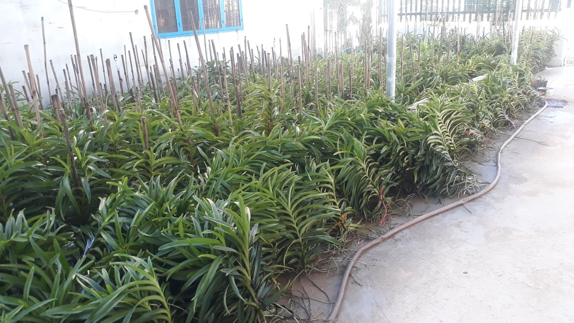 Combo 5 Cây Lan Giống Mokara Màu Đỏ(Cây cao 30-40cm)