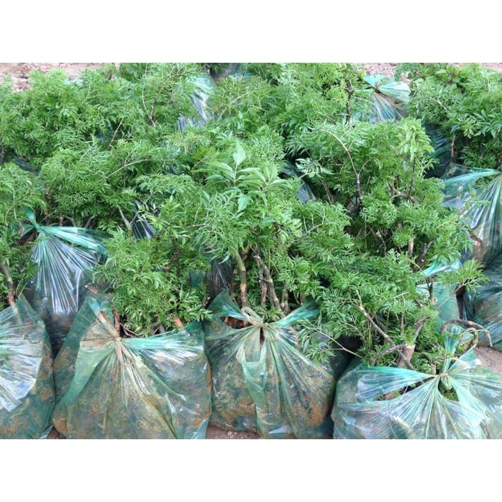 Cây giống đinh lăng lá nếp (lá nhỏ) 3 cây