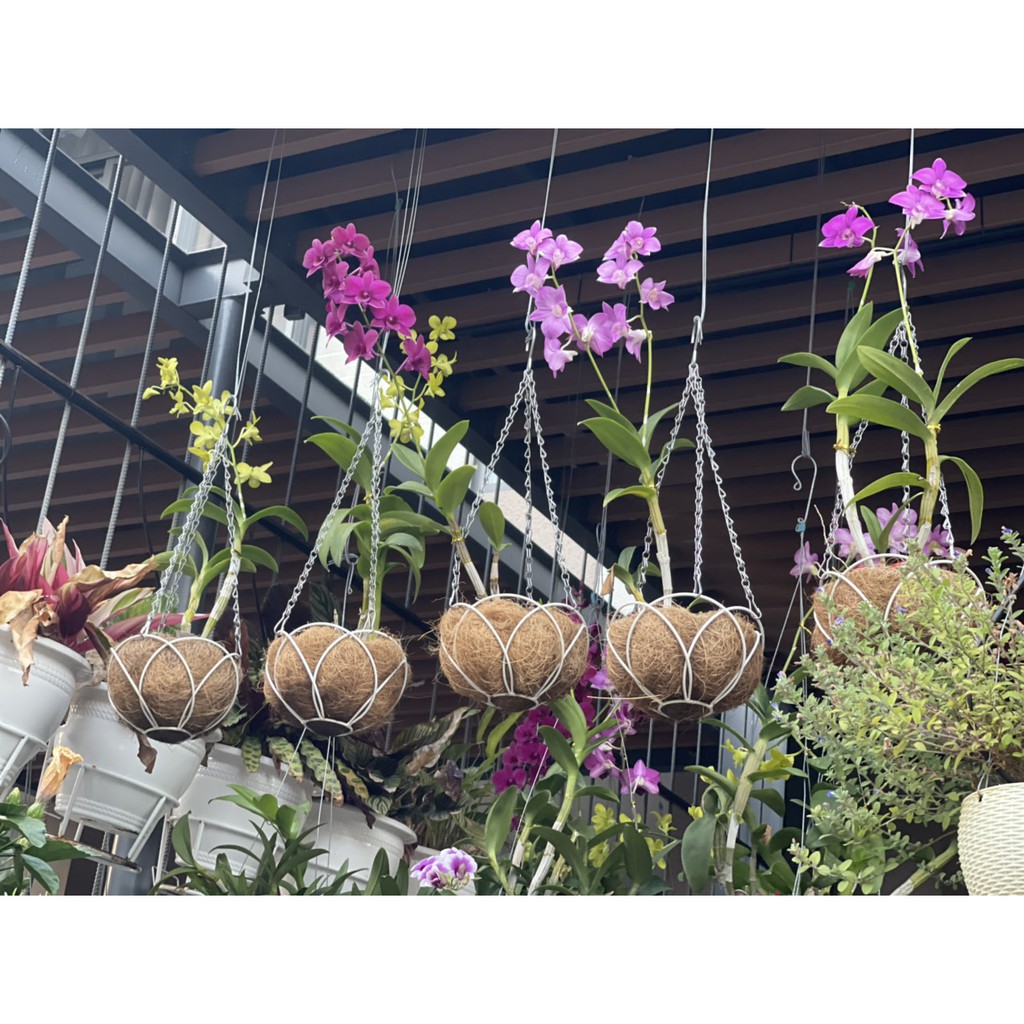 [HCM]Chậu treo xơ dừa tròn phi 30