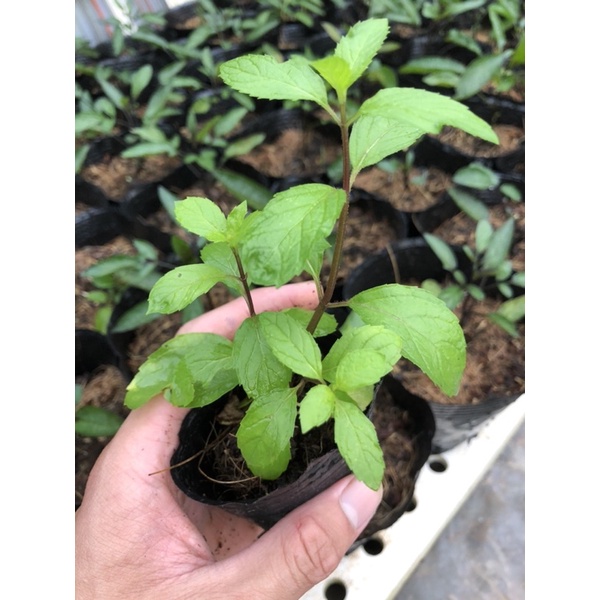Cây Bạc Hà Peppermint - Bạc Hà Cay