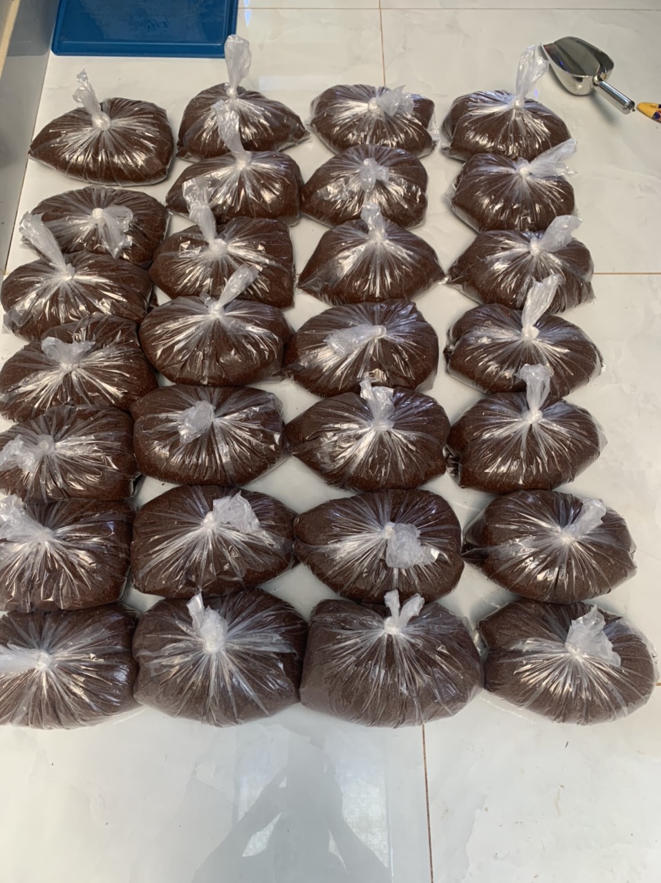Combo trứng dế mèn Thái vàng (2 ổ trứng + 10 vĩ giấy)