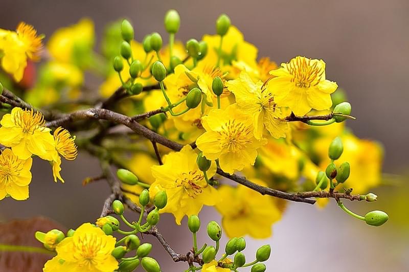 Phân bón chuyên biệt cho hoa mai và hoa đào