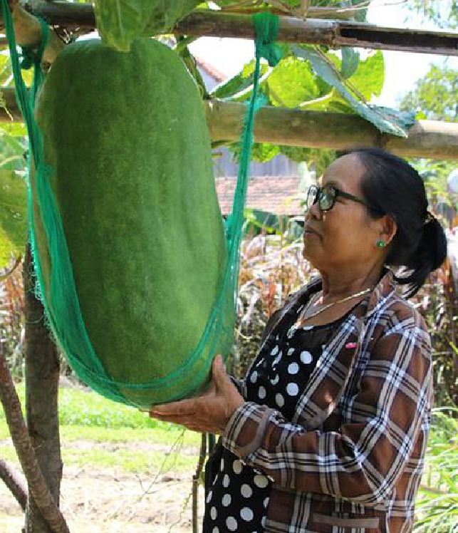 " Gói 5 "Hạt Giống Bí Đao Khổng Lồ [Seeds]