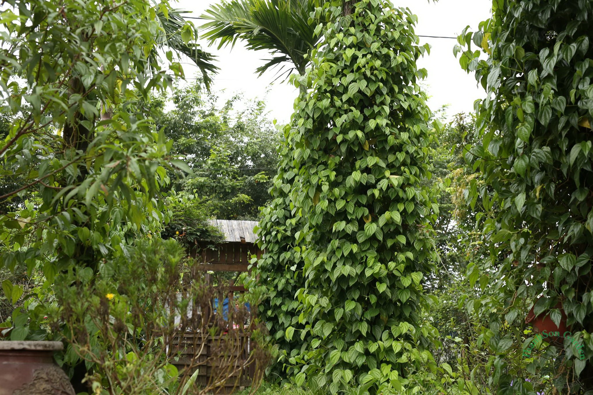 CÀNH TRẦU KHÔNG (CÂY TRẦU QUẾ ) CÓ RỄ ĐỂ ƯƠM TRỒNG