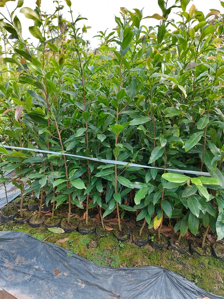 Combo 10 cây mai con quấn rễ (cao từ 40cm đến 45cm)