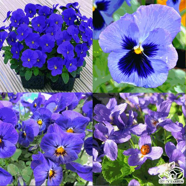 [Mới] - Hạt giống hoa viola