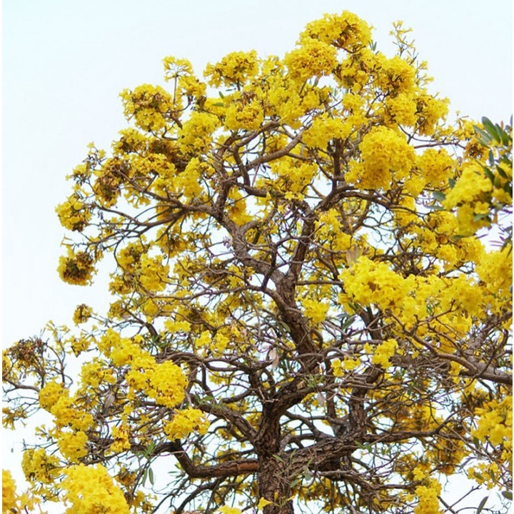Bầu cây phong linh vàng giống