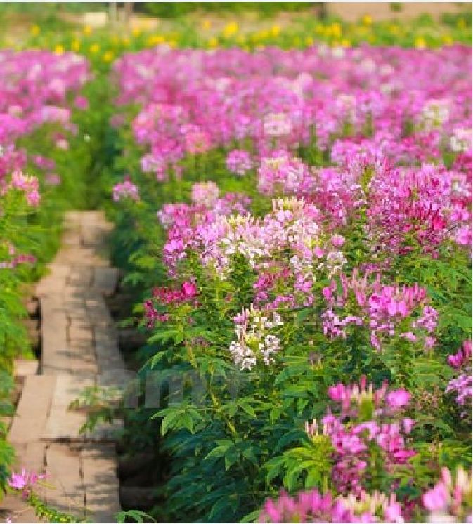 Hạt giống hoa Hồng Ri (Túy Điệp) Mix (Cleome) - gói 100 hạt