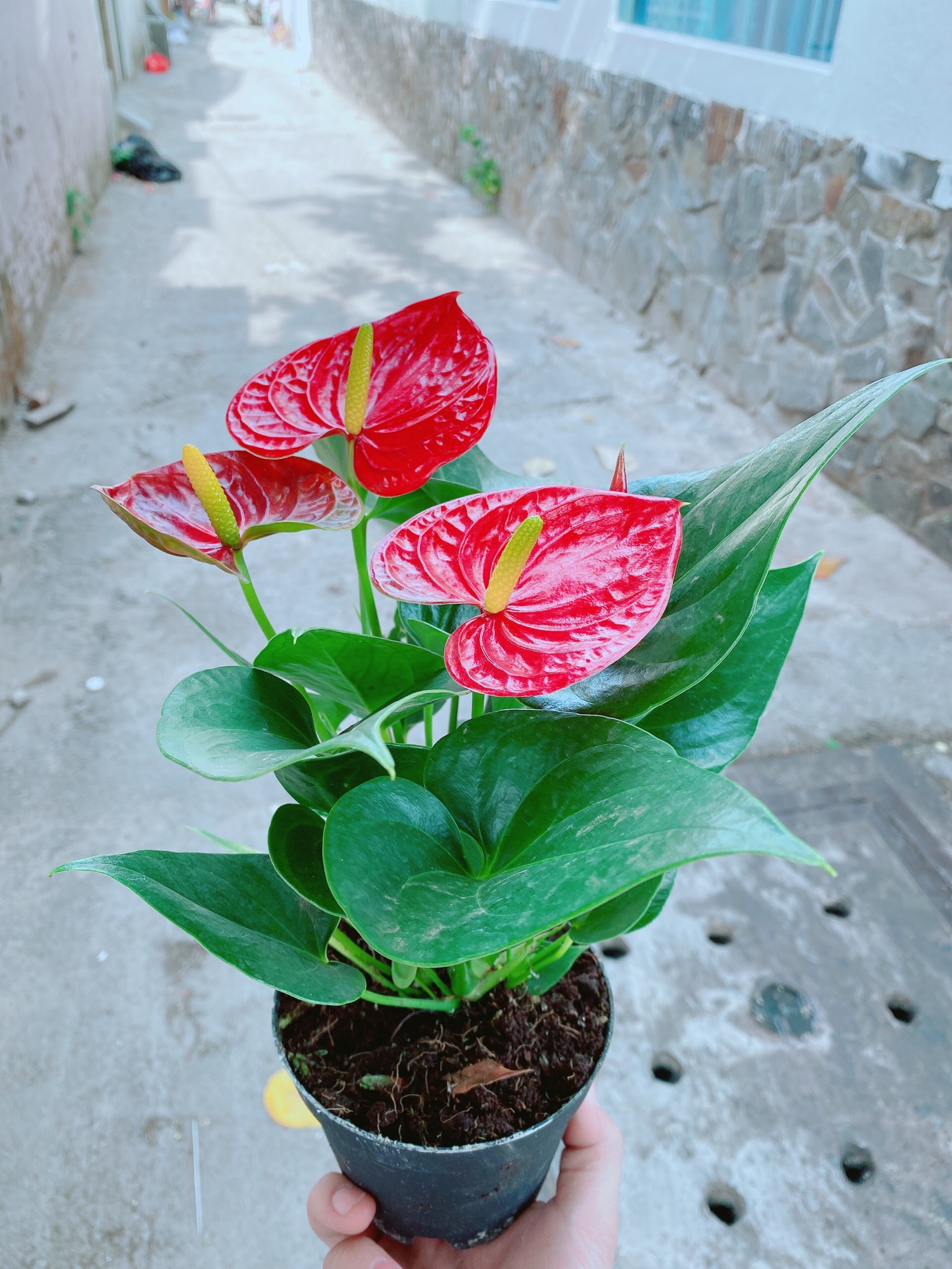 Cây hồng môn