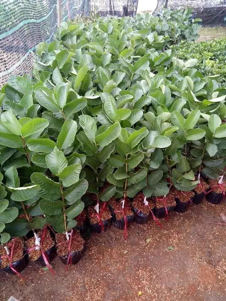 Cây Ổi Ruby ruột đỏ - ổi dưa hấu không hạt ra quả siêu sớm (ảnh thât)