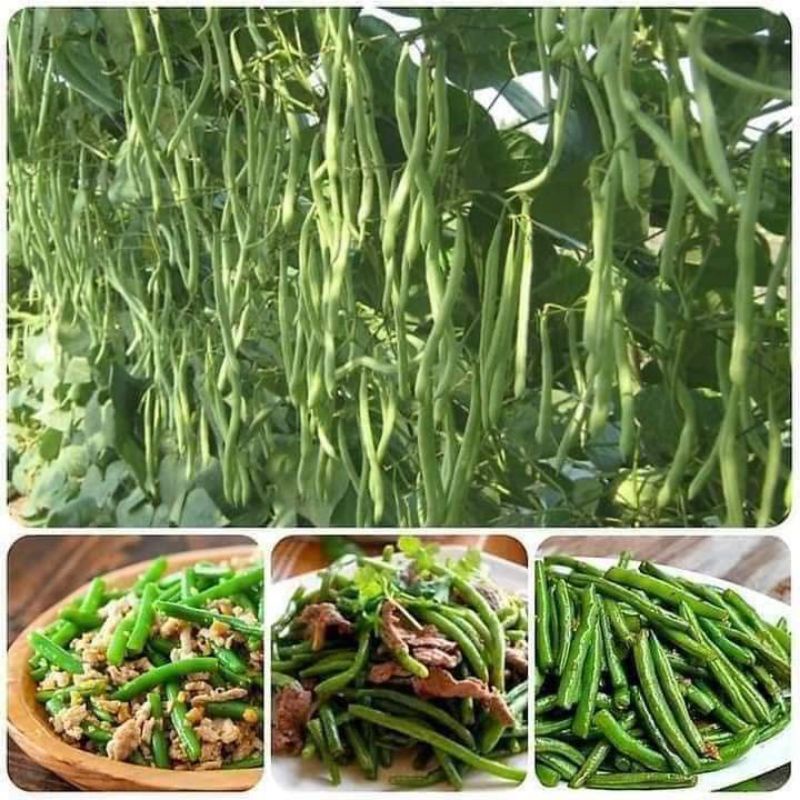 Hạt giống đậu cove trạch lai leo dàn-gói 50gram