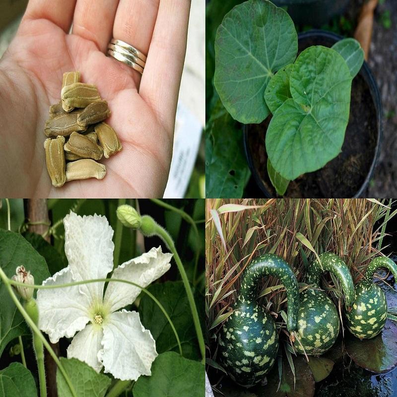 [Mới] - Combo 3 gói Hạt giống bầu thiên nga