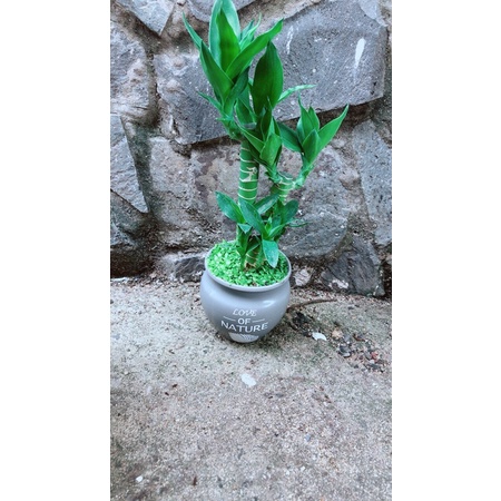 Chậu Phát Tài Giò Gà 3 Thân