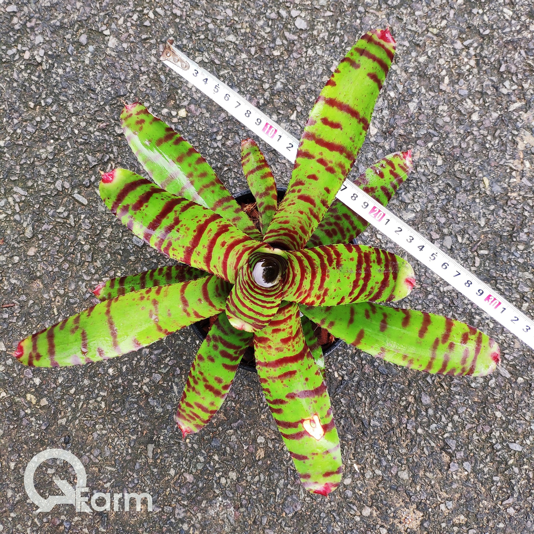 Dứa màu Nam Mỹ Neoregelia High Voltage
