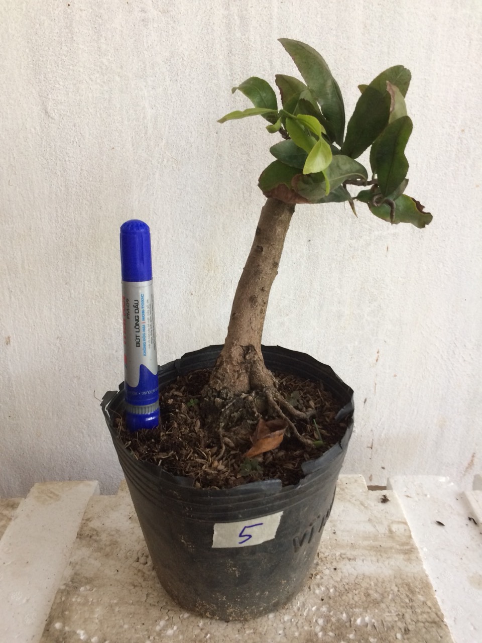 Mai Giảo tự xoắn