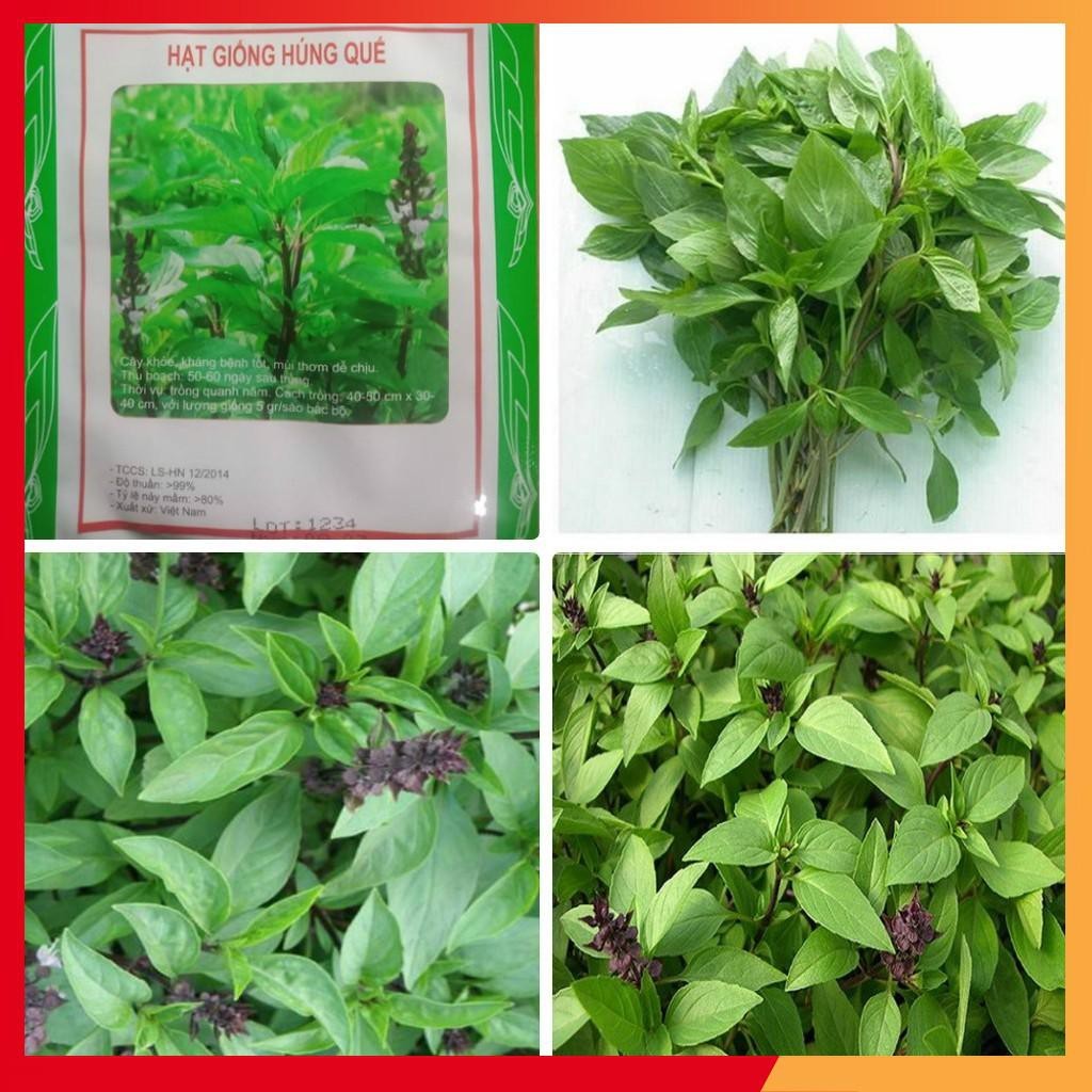 Hạt Giống Húng Quế - 1 gói 2gr