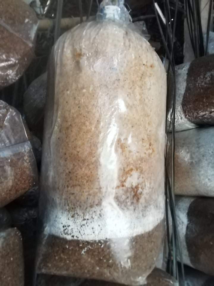 Combo 5 Phôi nấm bào ngư xám