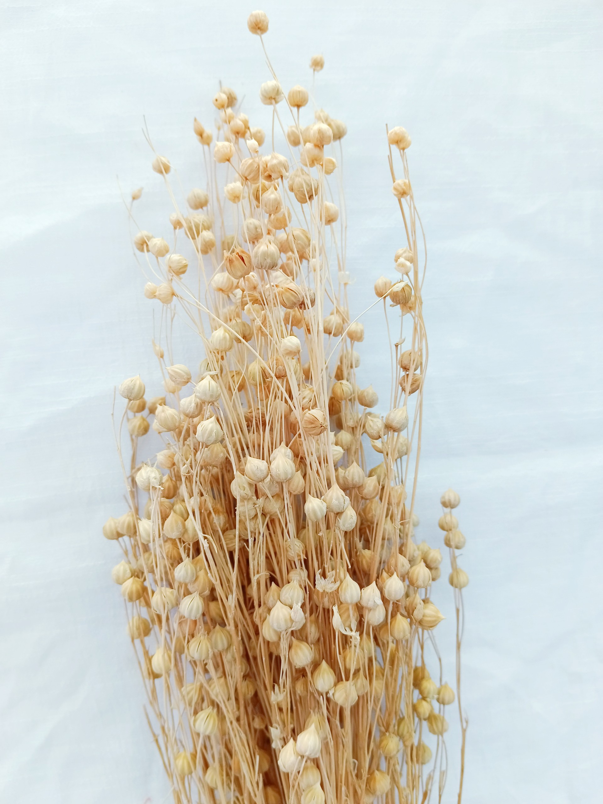 hoa khô flax, cỏ khô linum, cành hạt đậu