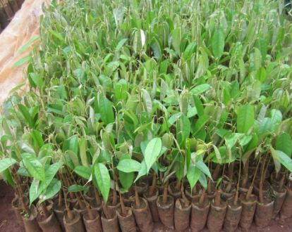 Cây giống táo lê Đài Loan - Táo Thái - cho trái to (8-11 quả/kg) vỏ mỏng, ăn giòn ngon và ngọt