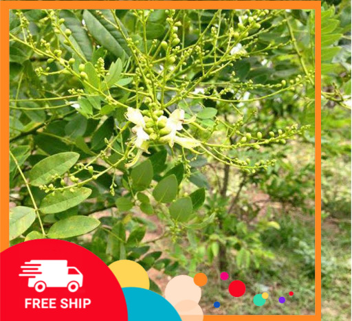 Cây HOA HÒE, cây giống mập, to, sai hoa, cam kết cây giống như hình