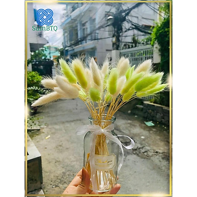 hoa khô - hoa đuôi thỏ ( 5 bông )