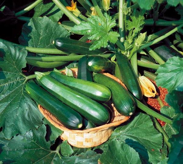 Gói 20 hạt giống bí ngòi xanh