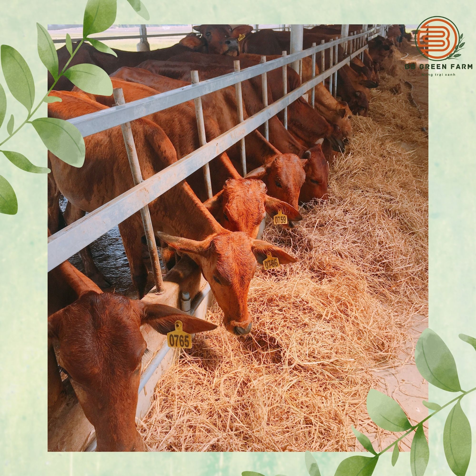 Phân bò khô - BB Green Farm (5dm3)