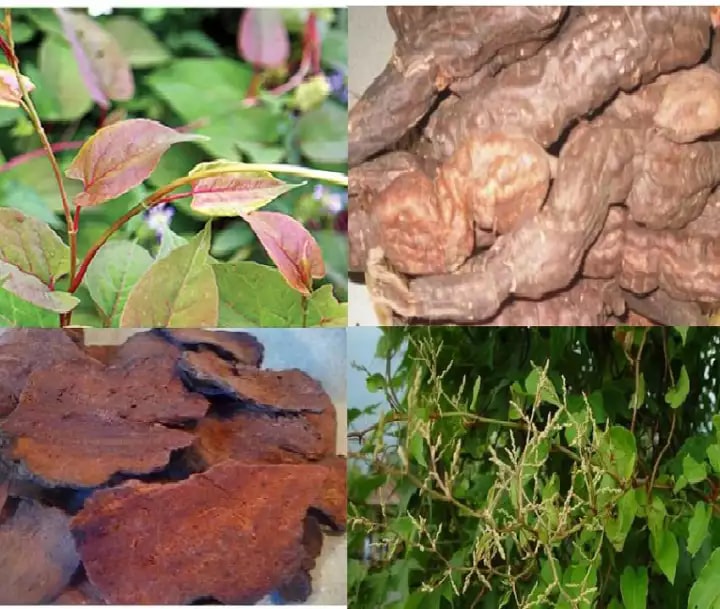 Cao hà thủ ô Minh Nhi Hộp 100gr