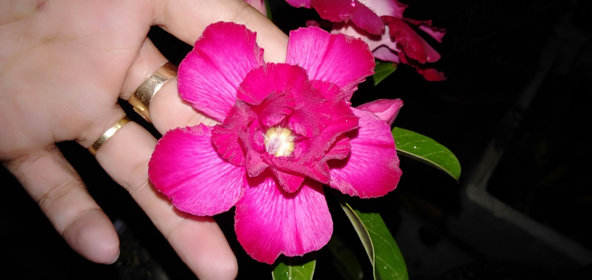 20 hạt sứ thái cánh kép trộn 10 màu.