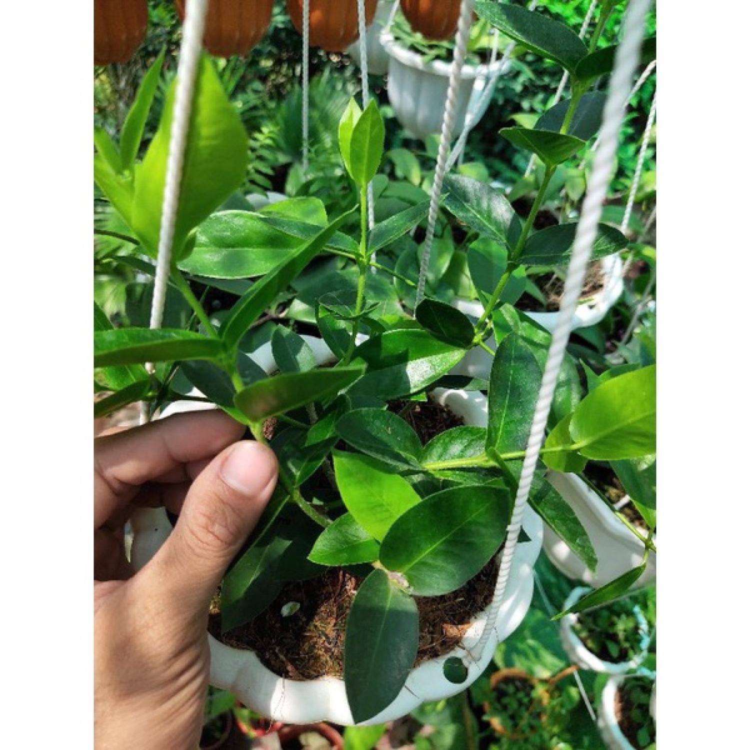 Chậu cây cẩm cù Hoya Densifolia