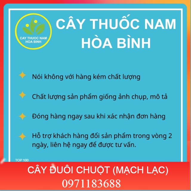 1KG CÂY ĐUÔI CHUỘT HOÀ BÌNH (KHÔ, XANH, SẠCH)