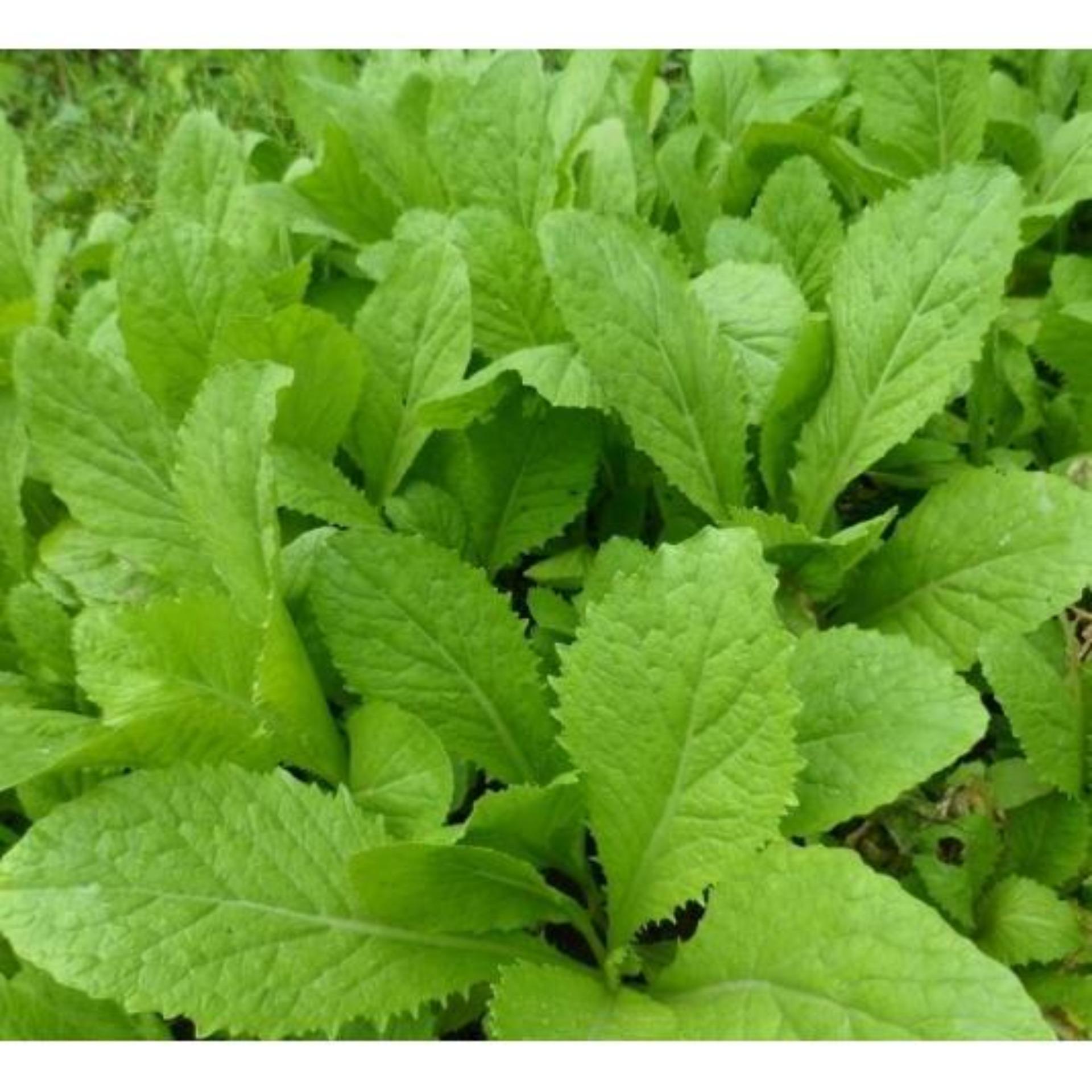 20g Hạt giống Cải bẹ xanh mỡ