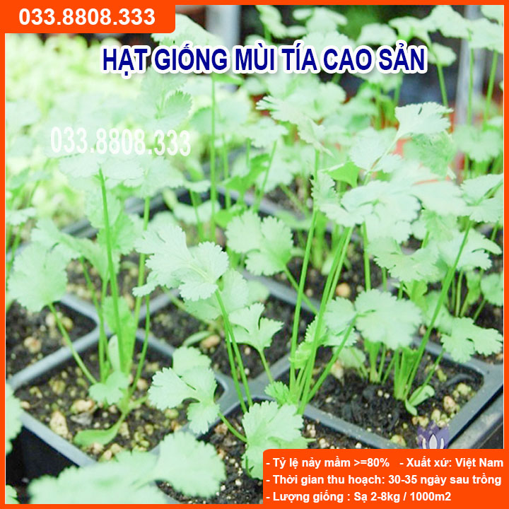Hạt giống rau mùi tía gói 20g - năng suất cao