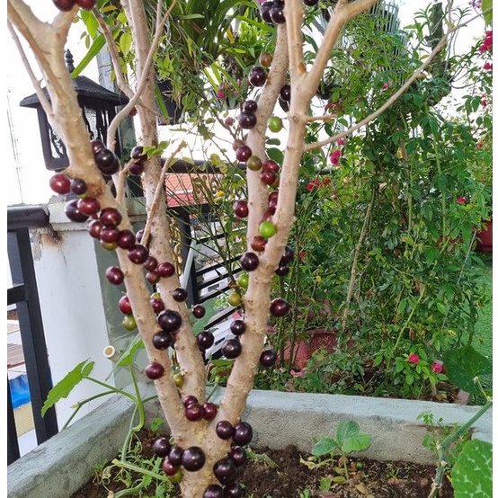 Hạt giống Nho thân gỗ- Tặng thuốc kích mầm siêu tốc