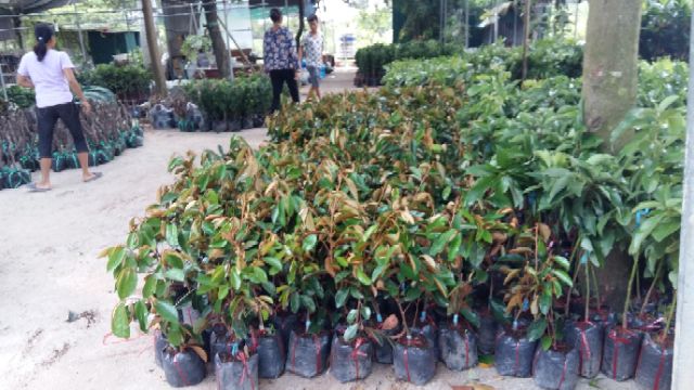Cây giống vú sữa