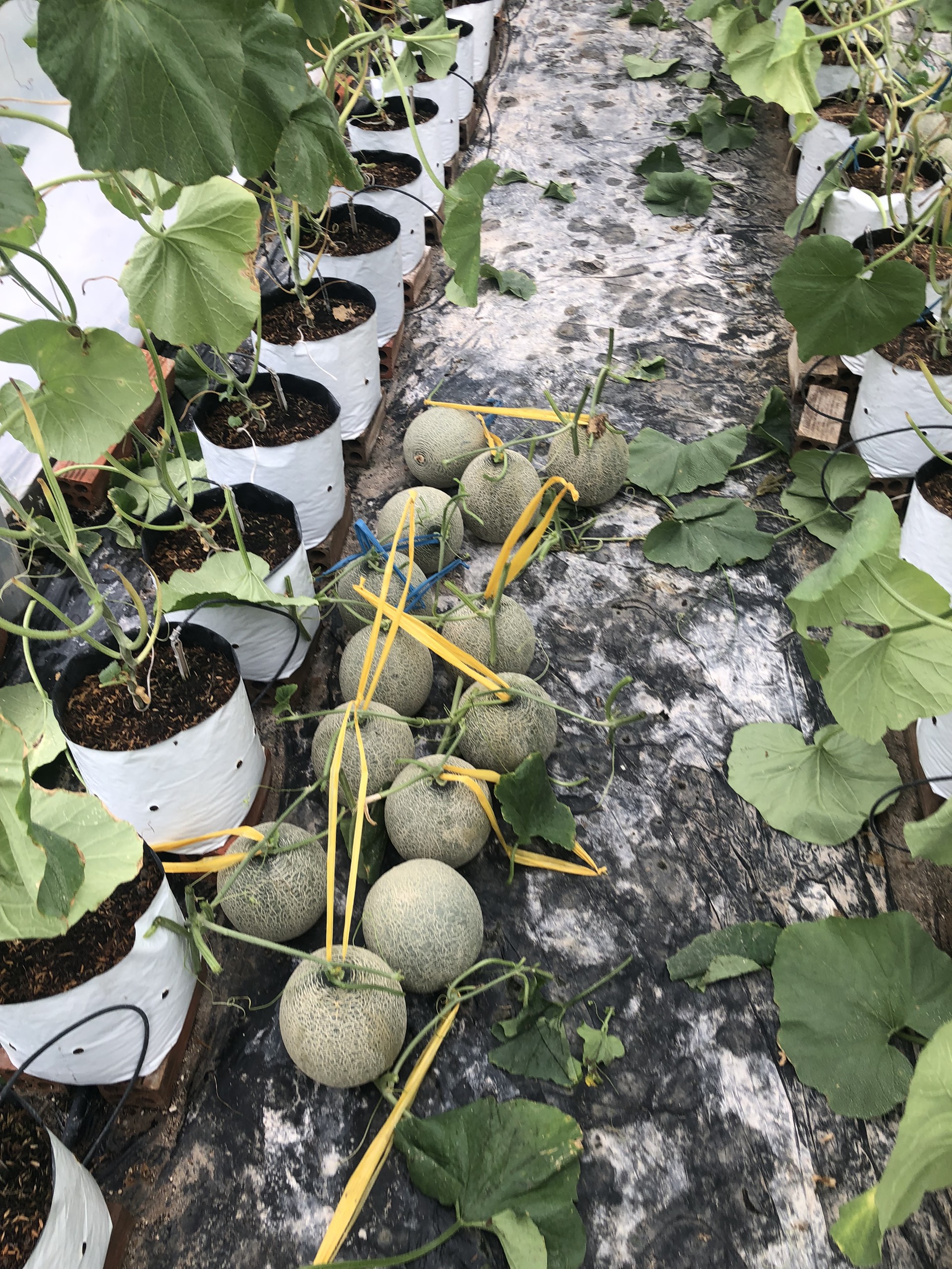Hạt giống dưa lưới ONE Siêu Ngọt, Trái Nặng, Lưới Đều_KIEUFARM