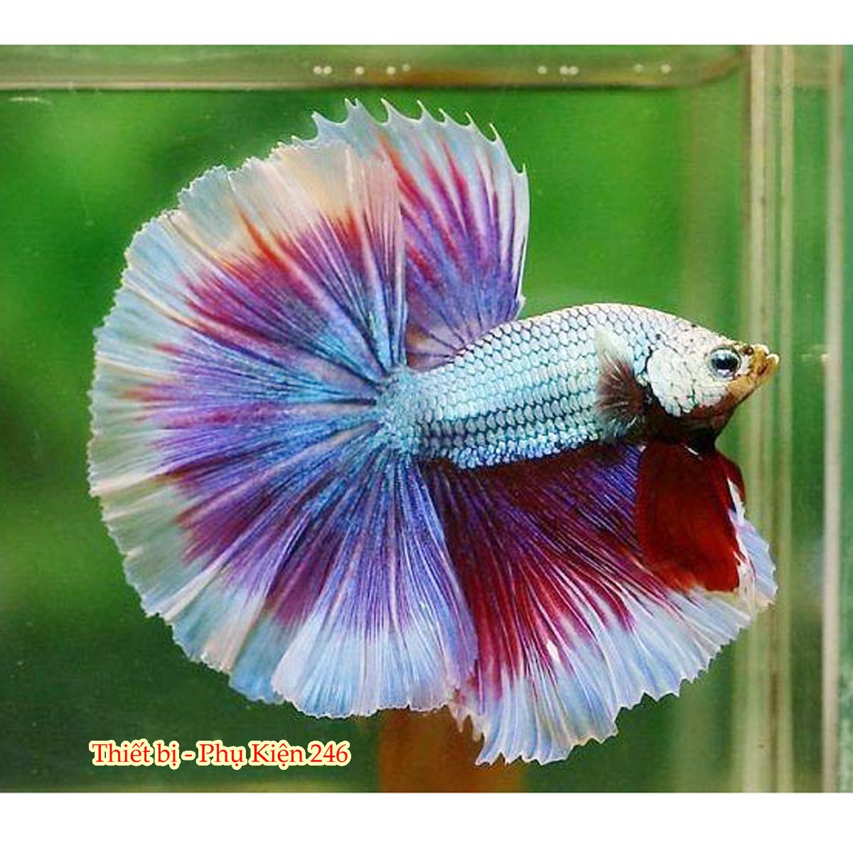 Thức ăn cao cấp cho cá Betta